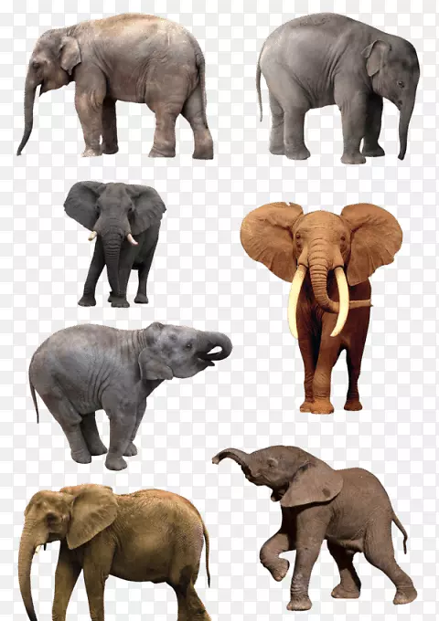 png图片大象图像绘图.大象