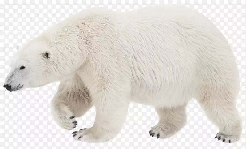 北极熊棕熊摄影透明度-北极熊