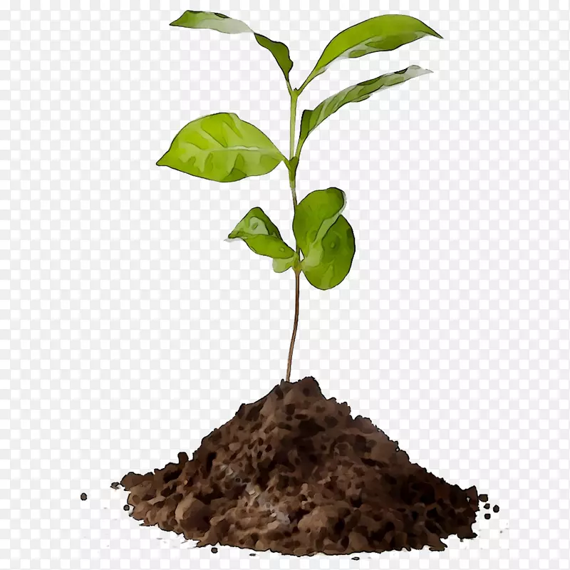 咖啡树植物农业堆肥