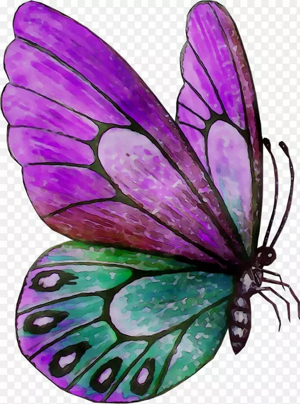 帝王蝴蝶，毛茸茸的蝴蝶，飞蛾，紫仙女