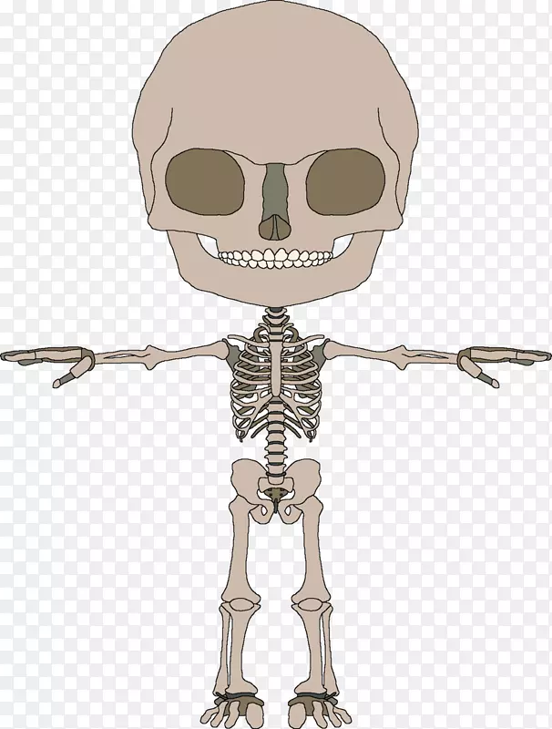 骨骼-骨骼和肌肉-骨骼