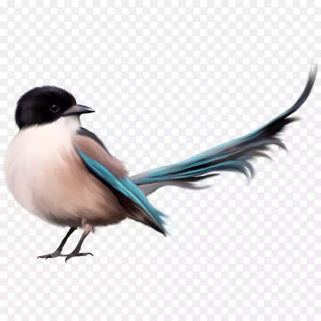 鸟类鹦鹉png图片剪辑艺术开放部分-鸟鸣按钮