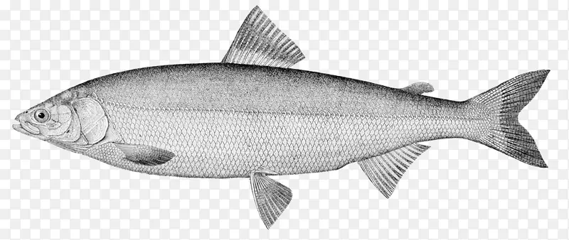 OMUL图像沙丁鱼北极思科照片-FISH