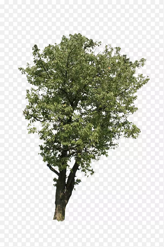 猕猴桃树枝，灌木，欧洲山毛榉树