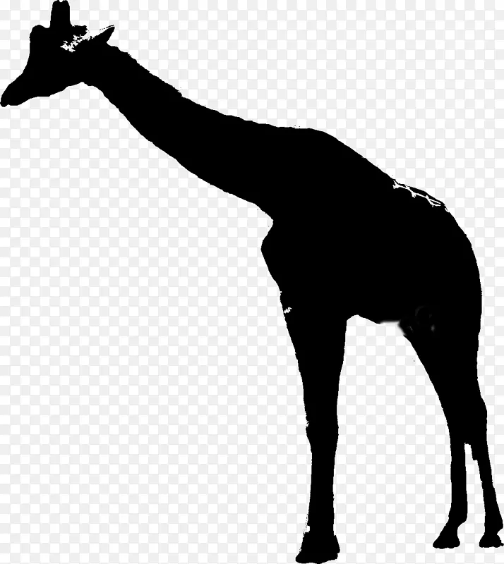 长颈鹿野马毛颈包动物