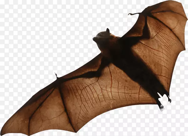 png图片剪辑艺术图像透明度微型蝙蝠