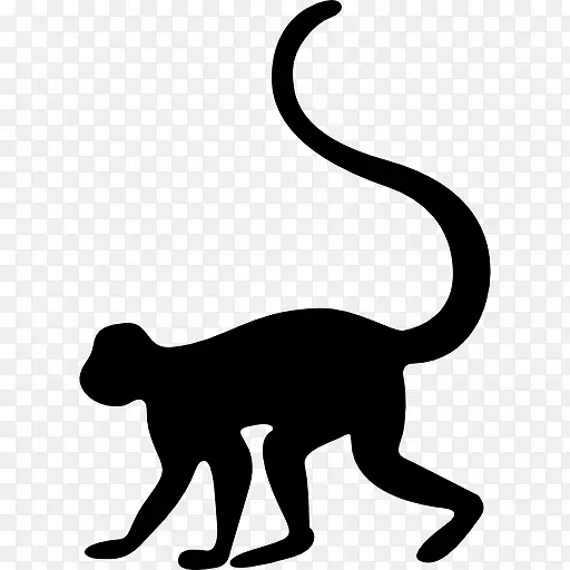 旧世界的猴子，猫须，帕德哈