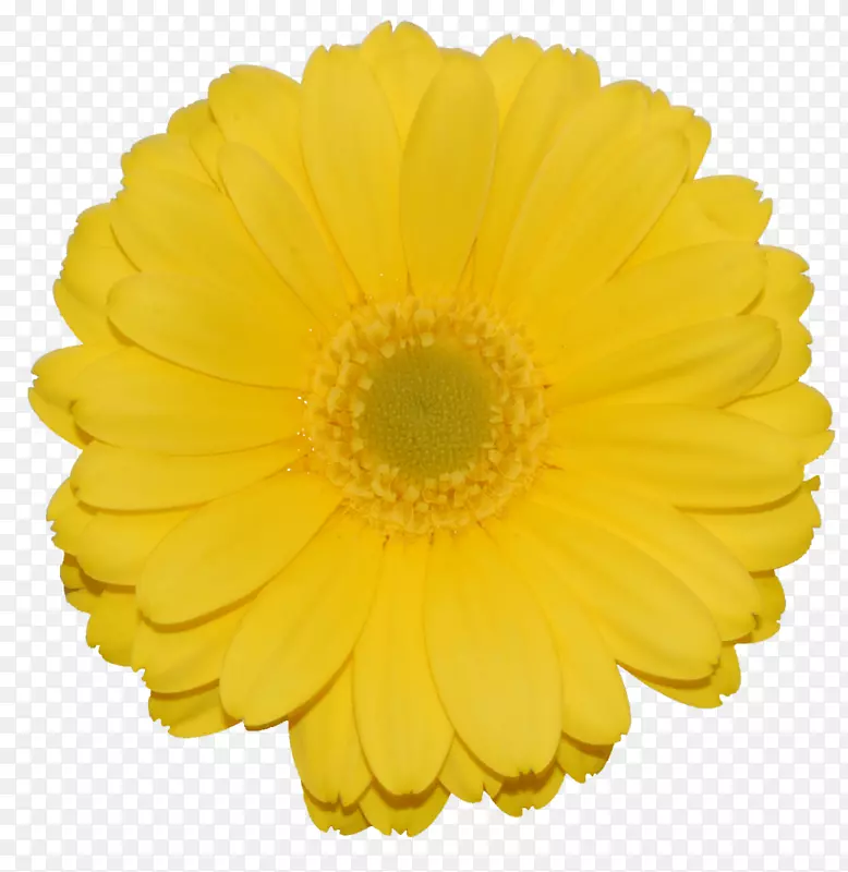 花卉插图黄色特兰士瓦雏菊产品-花