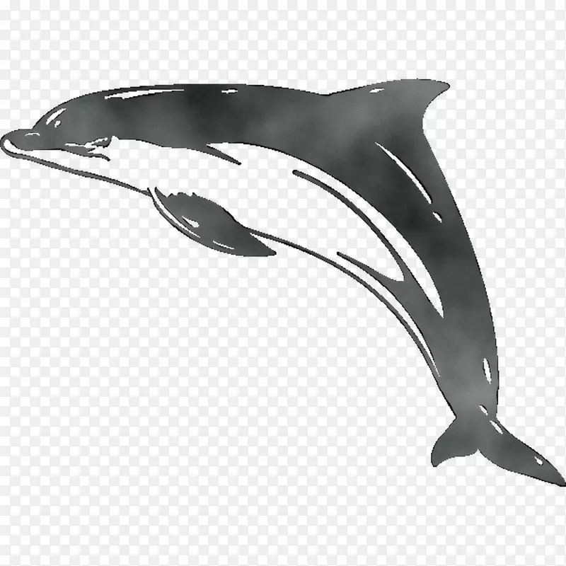 普通宽吻海豚短喙普通海豚白喙海豚图库溪粗齿海豚