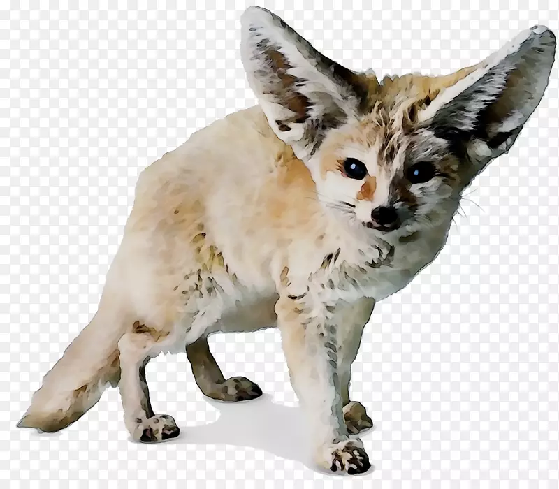 红狐猫土壤动物老鼠