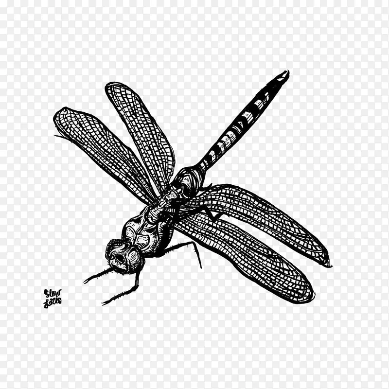 昆虫图像蜻蜓png图片.昆虫