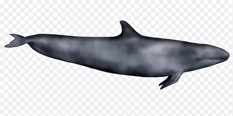 普通宽吻海豚短喙普通海豚图库溪粗齿海豚批发