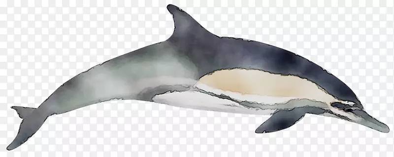 短喙普通海豚普通宽吻海豚白色喙海豚粗齿海豚图库西