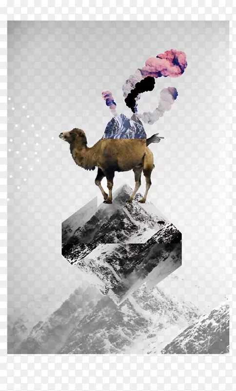 骆驼群摄影雪-骆驼