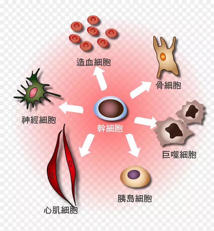造血干细胞分化红细胞白细胞-血细胞旗帜