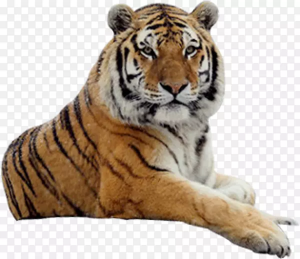 老虎猫狮子png图片图像老虎