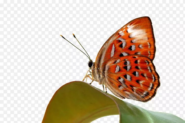帝王蝴蝶，浮云蝴蝶，毛茸茸的蝴蝶，比萨饼.蝴蝶背景