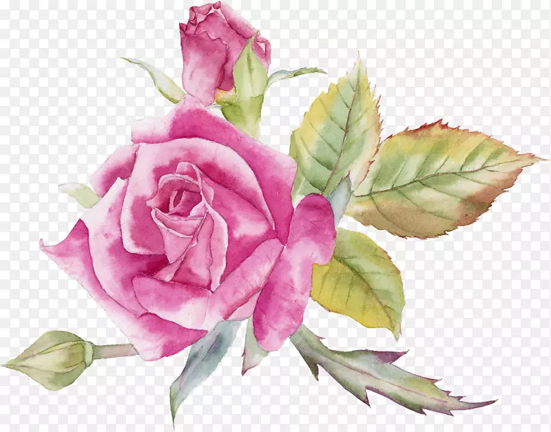 花园玫瑰静物：粉红色玫瑰，卷心菜，玫瑰花
