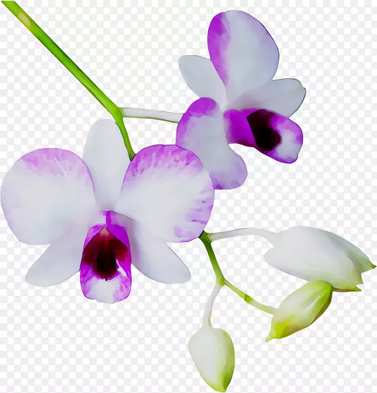 马尾蝴蝶兰，石斛紫色