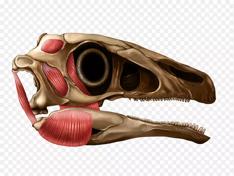 插图爬行动物解剖颅骨下颚