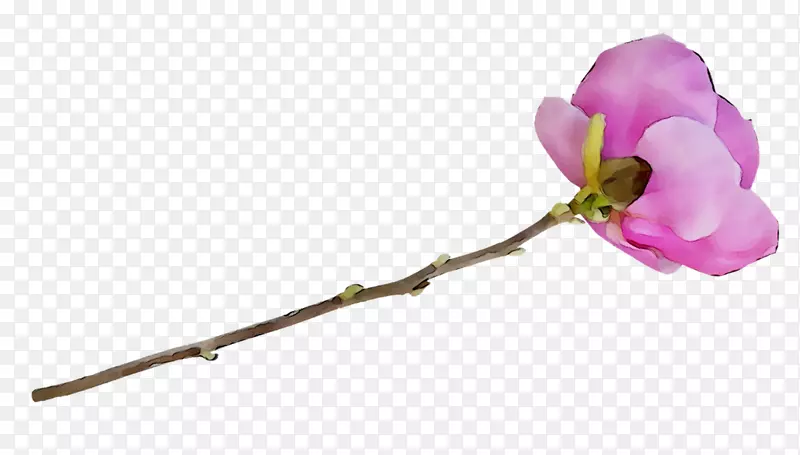 飞蛾兰花切花，植物茎玫瑰科