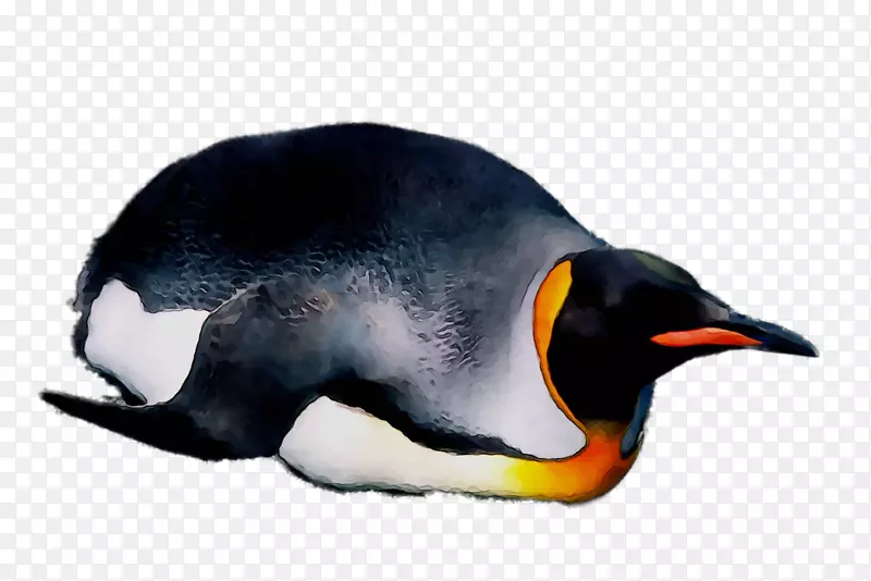 企鹅王嘴