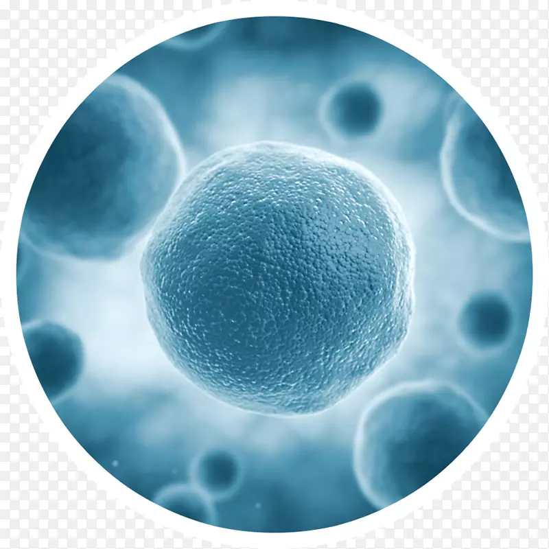 干细胞病毒人类生物学无骨载体