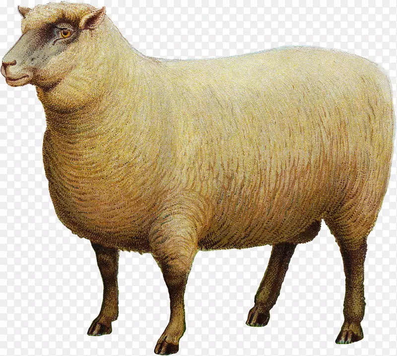 南羽绒绵羊山羊png图片牲畜.山羊