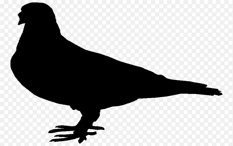 喙鸽和鸽子动物陆禽的轮廓
