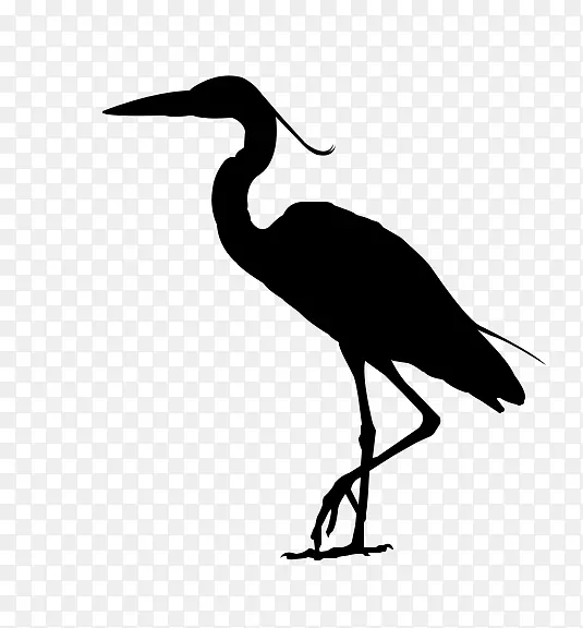 伊比斯水鸟喙
