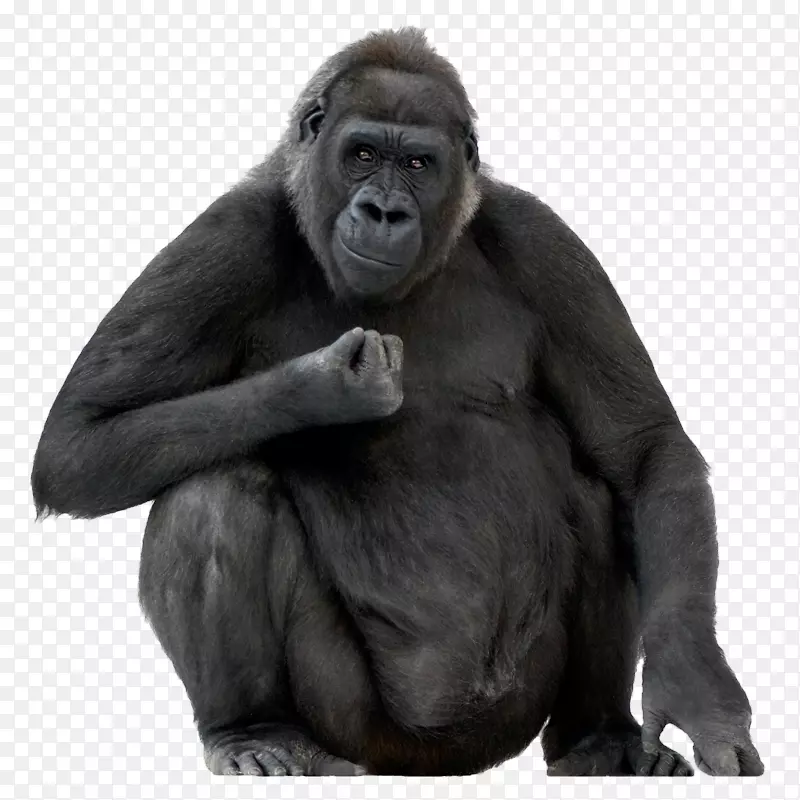 大猩猩猿类摄影.xchng版税-免费-大猩猩