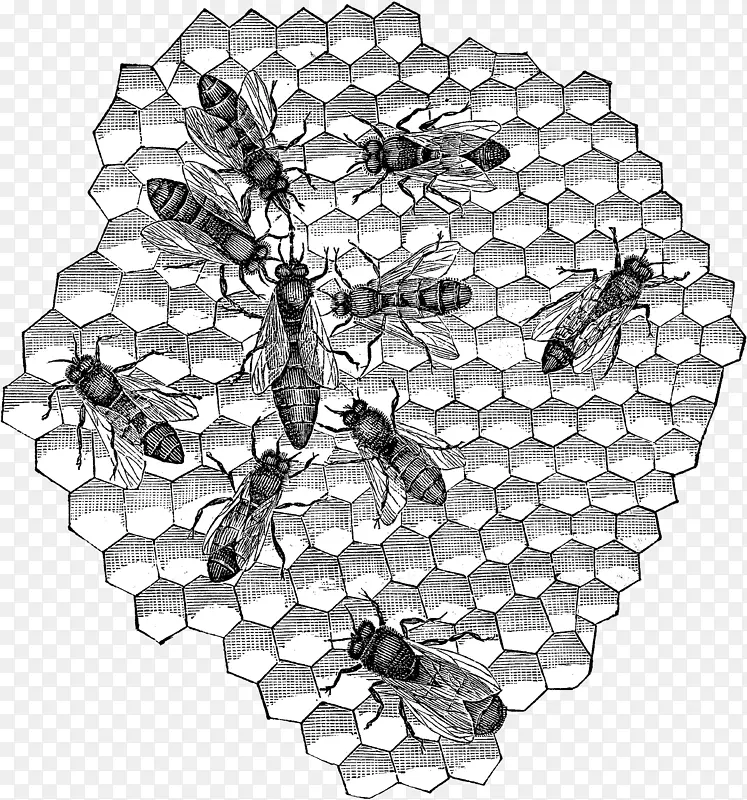 蜜蜂黑白对称蜜蜂