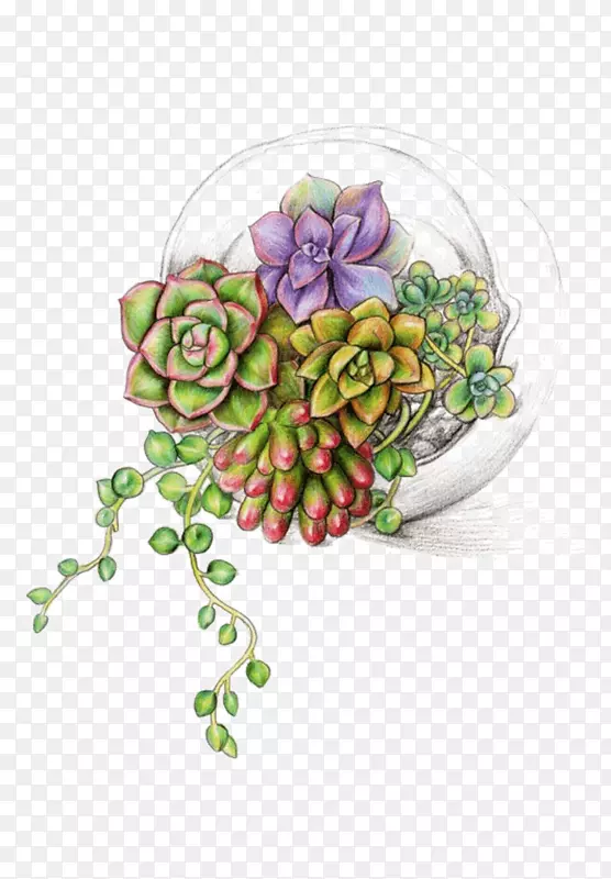 肉质植物png图片图像水彩画插图盆景装饰