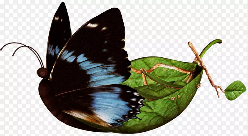 毛茸茸的蝴蝶，昆虫，帝王蝴蝶，昆虫
