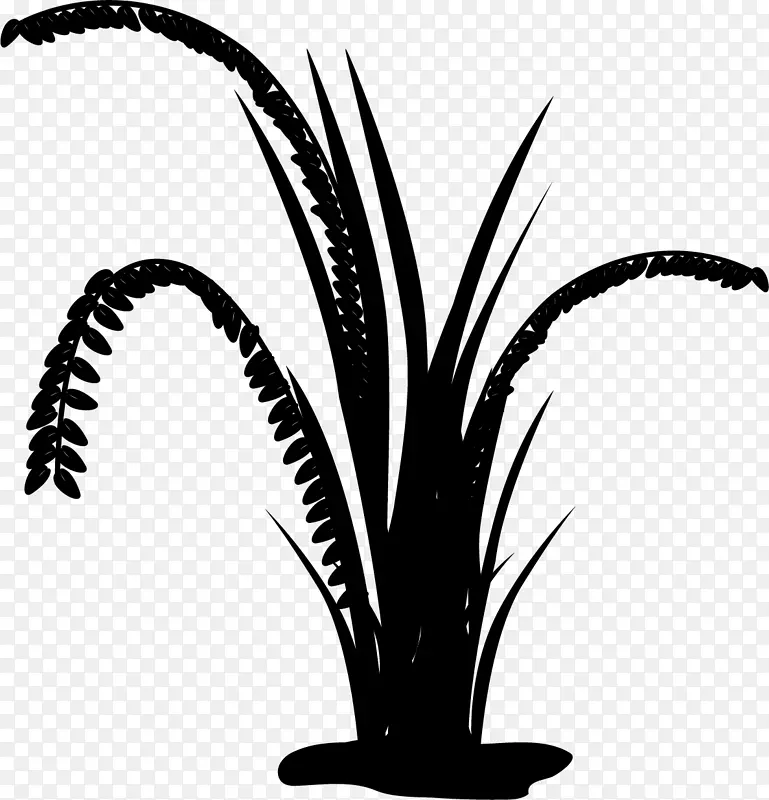 枣棕榈黑白米棕榈树叶植物茎