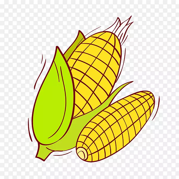 玉米芯上的玉米甜玉米芯白玉米-玉米