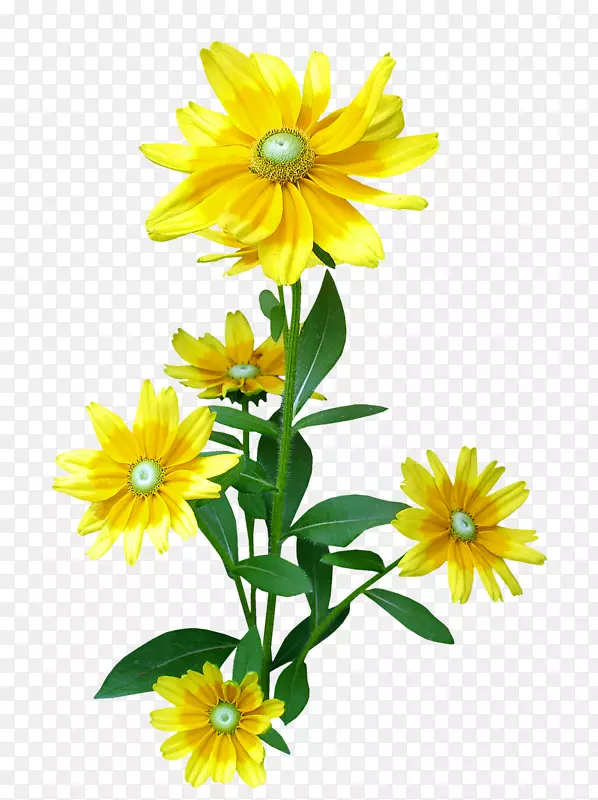 菊花剪贴画形象花卉设计-花卉