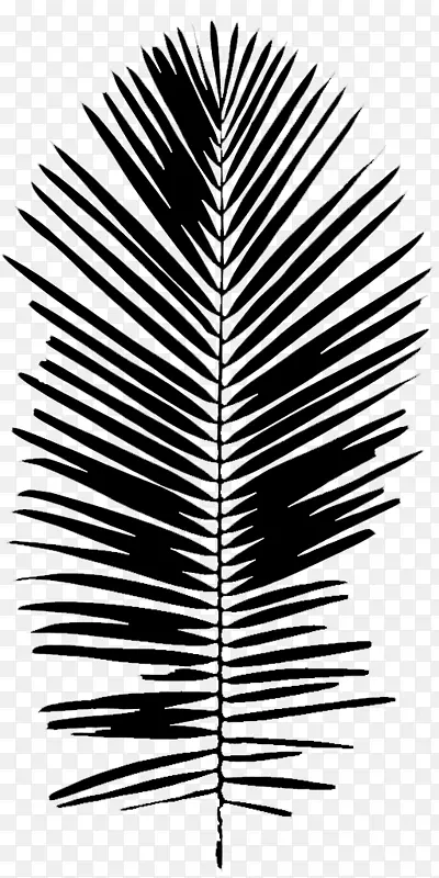 棕榈树黑白字形线叶