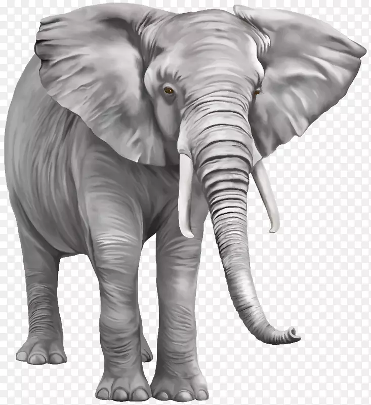 亚洲象非洲灌木象png图片剪辑艺术-大象