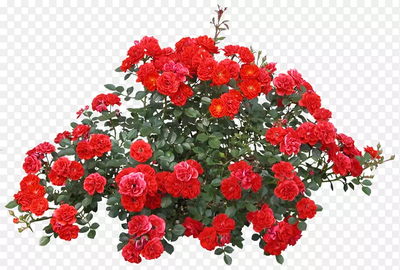 png图片玫瑰灌木剪贴画图片-玫瑰