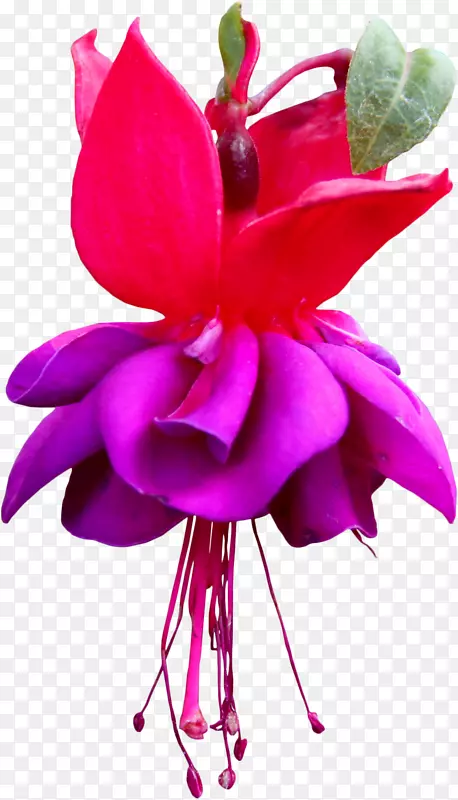 生日爱心花设计切花-紫红色