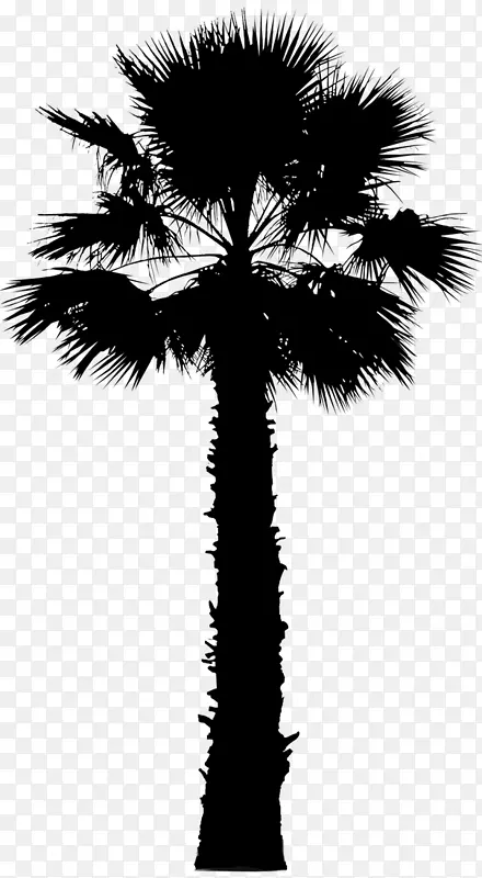 亚洲棕榈树图形图片加利福尼亚棕榈