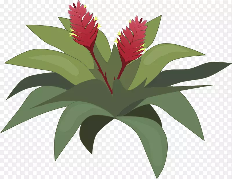 Bromelia剪贴画png图片绘制图像.植物
