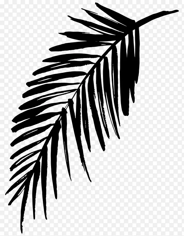 棕榈树黑白线叶