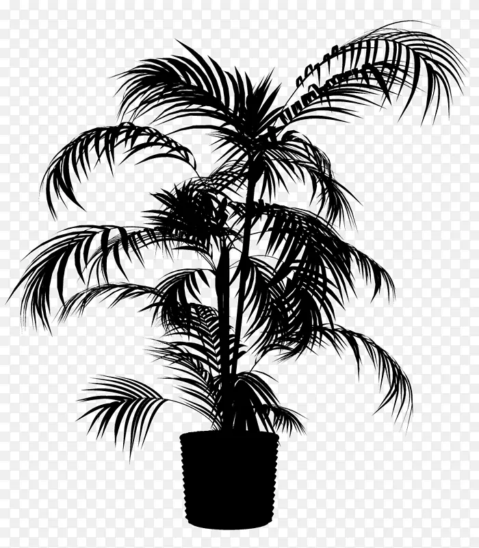 亚洲棕榈黑白棕榈树枣棕榈