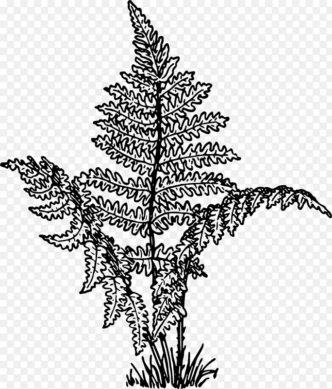 维管植物松树植物画蕨类植物