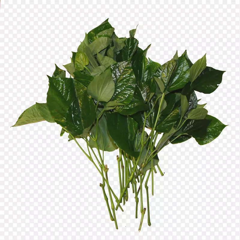 菠菜春绿叶植物茎-槟榔旗