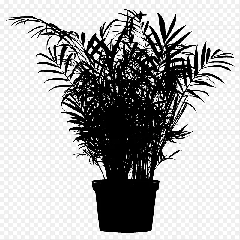 海参植物棕榈树室内植物设计