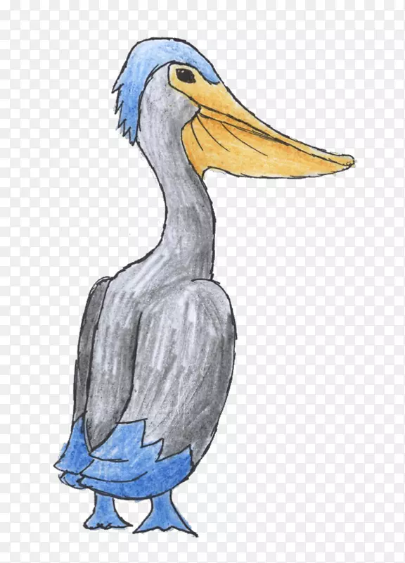 鸭鹈鹕鸟插图