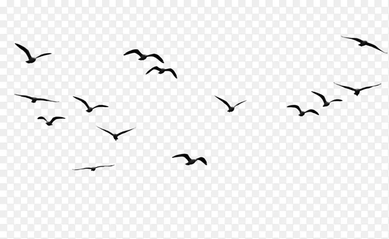 鸟类图形群图-鸟